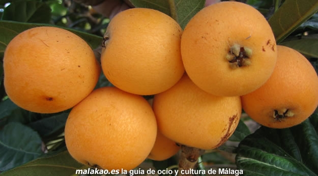 D�a del N�spero de Sayalonga