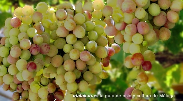 Noche del Vino de C�mpeta